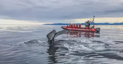 Vacances Essipit - Whale Watching Cruises & Sea Kayaking 