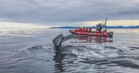 Vacances Essipit - Whale Watching Cruises & Sea Kayaking 