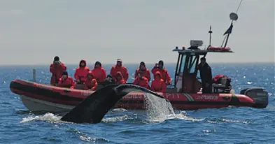 Vacances Essipit - Whale Watching Cruises