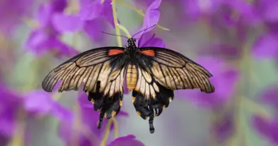 BFLY Amusement park - Laval