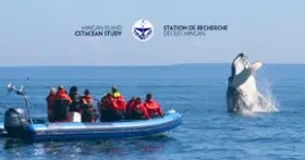Mingan Island Cetacean Study