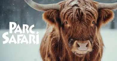 Parc Safari - Things to do at Parc Safari!