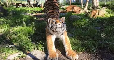 Miller Zoo -Wildlife rehabilitation center