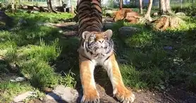 Miller Zoo -Wildlife rehabilitation center