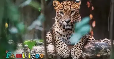 Familizoo at Complexe Atlantide