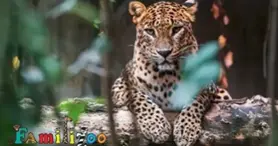 Familizoo at Complexe Atlantide