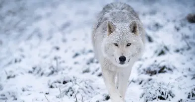 Zoo Ecomuseum - A zoo in Montreal