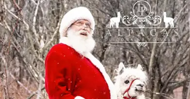 Alpagas du Domaine Poissant