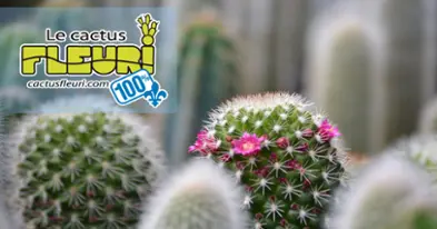 Le Cactus Fleuri - 