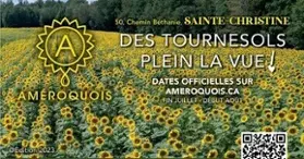 Améroquois - Sunflowers Full of View!