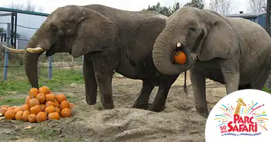 Halloween at Parc Safari