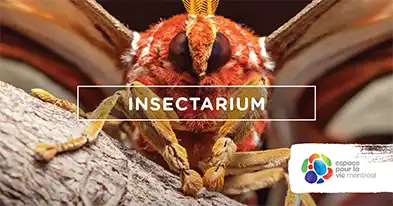 Montreal Insectarium -Espace pour la vie 