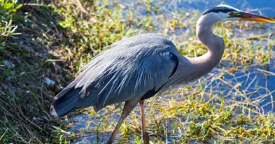 Lake Saint-François Wildlife Area - The Great Migrators