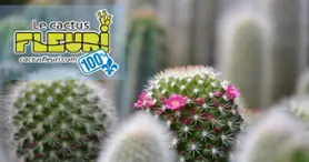 Le Cactus Fleuri - Christmas special : 20% - 50%