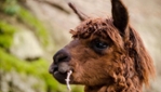 Ferme Bel Alpaga - Ostrich Farm Guided Tours