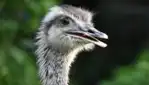 Ferme Bel Alpaga - Ostrich Farm Guided Tours