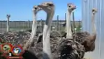 Ferme Bel Alpaga - Ostrich Farm Guided Tours