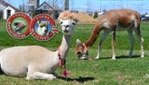 Ferme Bel Alpaga - Ostrich Farm Guided Tours