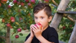 Hillspring Orchard - apple picking - Mini Farm