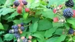 La Ferme aux Mille Cailloux - Berry Picking