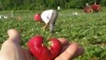 La Ferme aux Mille Cailloux - Berry Picking