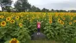 Ferme Améroquois - Sunflowers in sight!