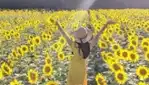 Ferme Améroquois - Sunflowers in sight!