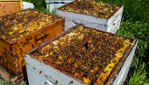 Honey Farm & Meadery Beekeeper & Hydromelry - Guided tour