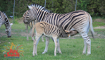 Parc Safari - Zoo - 50 years of wonders