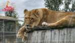 Parc Safari - Zoo - 50 years of wonders