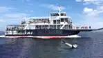 AML Cruise - the most beautiful whale watching site in the world!