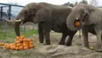 Halloween at Parc Safari