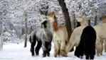 Alpagas du Domaine Poissant - winter fun