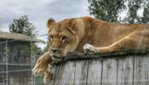 Parc Safari - For a Safari Adventure!