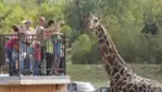 Parc Safari - For a Safari Adventure!