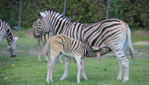 Parc Safari - For a Safari Adventure!