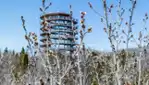 The tree top walk, the perfect place to marvel at the beauty of winter