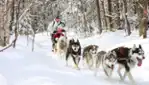 Kinadapt - dog sledding & outdoor training center