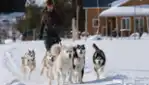 Kinadapt - dog sledding & outdoor training center