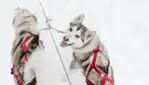 Kinadapt - dog sledding & outdoor training center