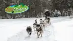 Kinadapt - dog sledding & outdoor training center