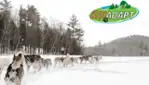 Kinadapt - dog sledding & outdoor training center