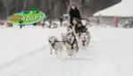 Kinadapt - dog sledding & outdoor training center