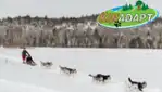 Kinadapt - dog sledding & outdoor training center