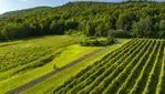 Coteau Saint-Paul - Winery & Cidery