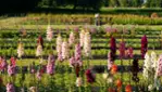 Floral Farm Ail & Lys