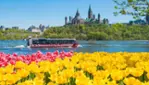 Amphibus Lady Dive Tours - Visit the Tulip Festival from May 10 to 20! 