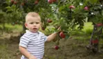 Hillspring Orchard - apple picking - Mini Farm