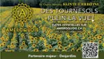 Améroquois - Champy oil - Sunflowers Full of View!