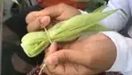 Corn (Onenhste) Festival – Sunday, August 24, 2025